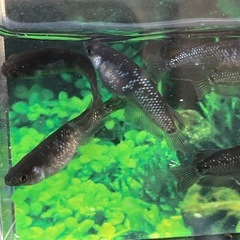 まとめ売り★メダカ★ミッドナイトフリル漆黒の画像