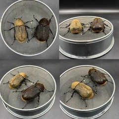 【C68メテオ 即ブリ‼︎】トリオ♂1♀2極単極太 DHヘラクレス  ※直接受け渡しに変更可の画像