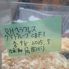 ヘラクレスオスメスペアの画像