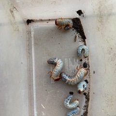 カブトムシ幼虫3匹150円〜の画像