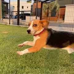 ビーグル　犬　茨城　4才