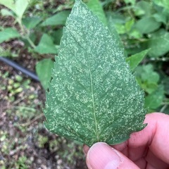 【無料】ベルガモット（モナルダ）切り枝🌿 ドライフラワーや観賞用にの画像