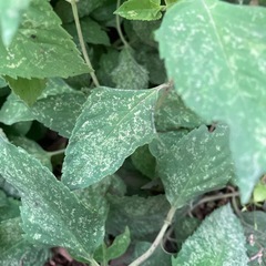 【無料】ベルガモット（モナルダ）切り枝🌿 ドライフラワーや観賞用にの画像