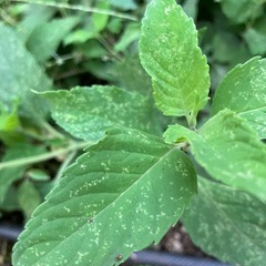 【無料】ベルガモット（モナルダ）切り枝🌿 ドライフラワーや観賞用にの画像