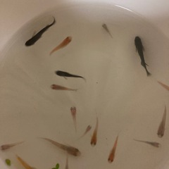 ミックスメダカの画像