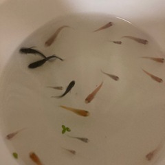 ミックスメダカの画像