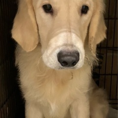 ゴールデン🌼8ヶ月♂