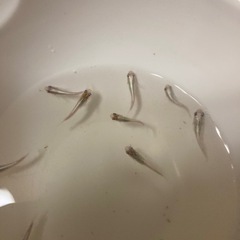 メダカエメキンの画像