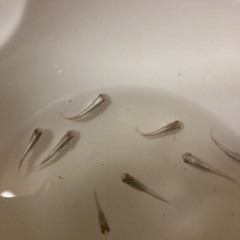 メダカエメキンの画像