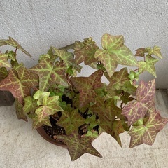 【観葉植物】アイビー　ヘデラの画像