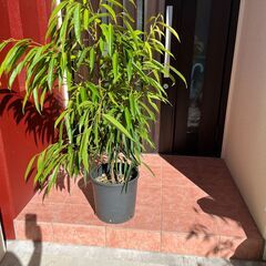 ゴムの木（ショウナンゴムの木）の画像