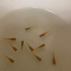 メダカ紅帝ヒレ長の画像