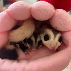 フクロモモンガ2匹