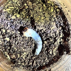 パリーシカノコギリクワガタ【幼虫】