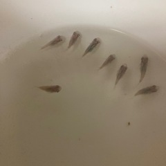 メダカ深海ダルマの画像