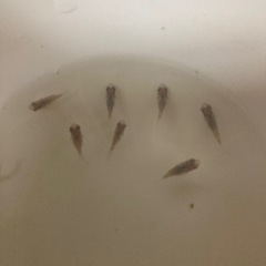 メダカ深海ダルマの画像