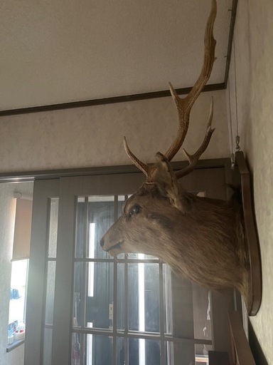 鹿の頭の剥製