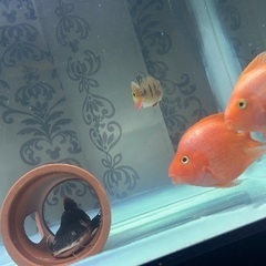 飼えなくなった熱帯魚引き受け、買取致します！