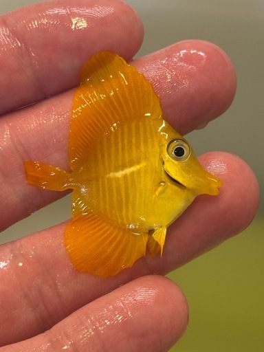 沖縄県産 キイロハギ ハンドコート 約4cm