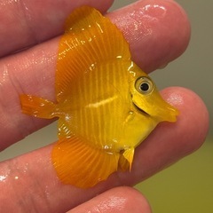 沖縄県産 キイロハギ ハンドコート 約4cmの画像