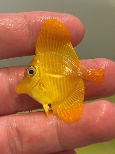 沖縄県産 キイロハギ ハンドコート 約4cm