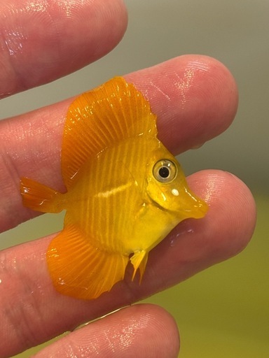 沖縄県産 キイロハギ ハンドコート 約4cm