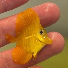 沖縄県産 キイロハギ ハンドコート 約4cmの画像