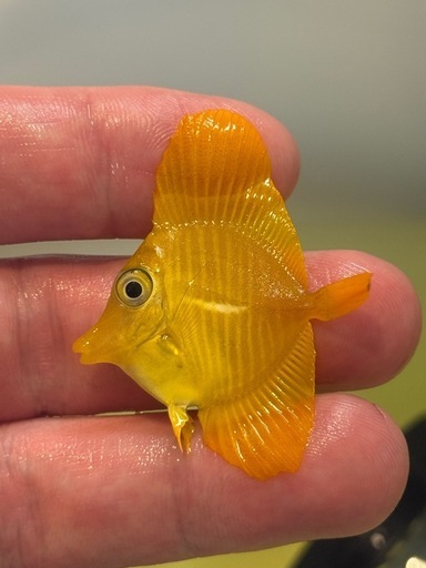 沖縄県産 キイロハギ ハンドコート 約4cm