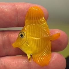 沖縄県産 キイロハギ ハンドコート 約4cmの画像