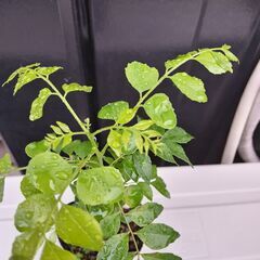 カレーリーフの苗の画像