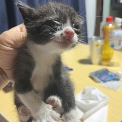 急募！！！道路の真ん中に佇んでいる所発見