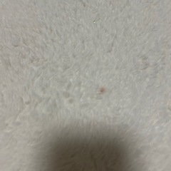 カーペット【ニトリ】の画像