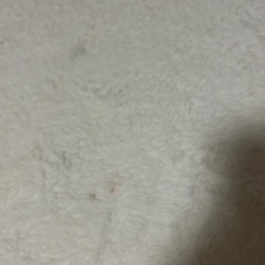 カーペット【ニトリ】の画像