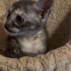 9/28(日)譲渡会初参加💛キーナ - 猫