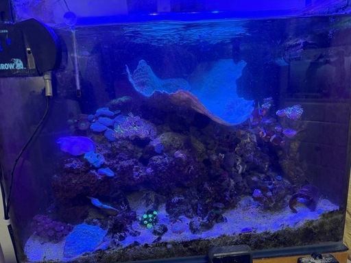 海水魚他セット（引き取り限定）