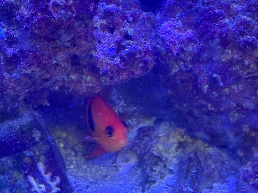海水魚他セット（引き取り限定）