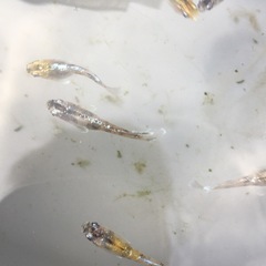 めだか蛇墨武ルーチェメダカの画像