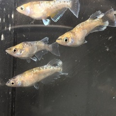 めだか蛇墨武ルーチェメダカの画像