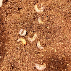 高級ブランド赤カブトムシ　幼虫3匹　の画像