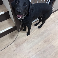 ラブラドール男の子