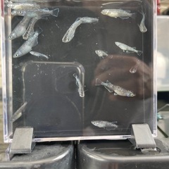 ミッドナイトフリル１匹100円の画像