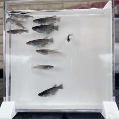 ミッドナイトフリル１匹100円の画像