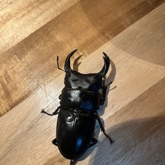 オオクワガタの画像
