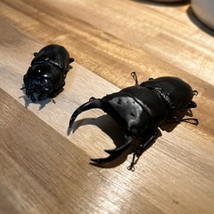オオクワガタ