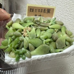 姫だるま秀麗葉挿しの画像