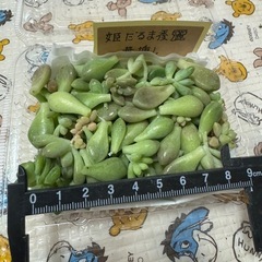 姫だるま秀麗葉挿しの画像