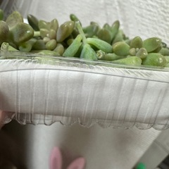 姫秀麗葉挿しの画像