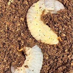 大型種親カブトムシ幼虫　3匹の画像
