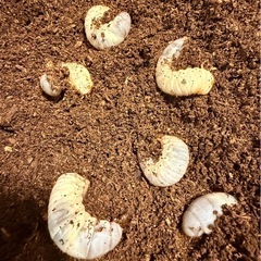 大型種親カブトムシ幼虫　3匹の画像