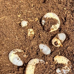 大型種親カブトムシ幼虫　3匹の画像